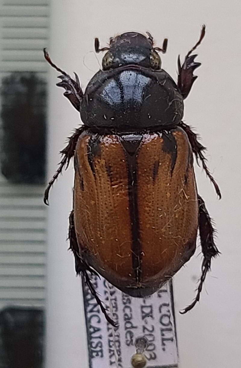 cyclocephala_pugnax_f_Guyane fr