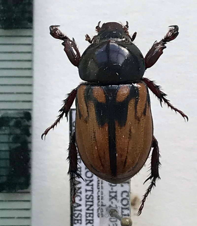 cyclocephala_pugnax_m_Guyane fr