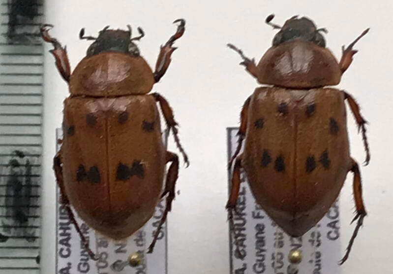 cyclocephala_sexpunctata_cple_Guyane fr