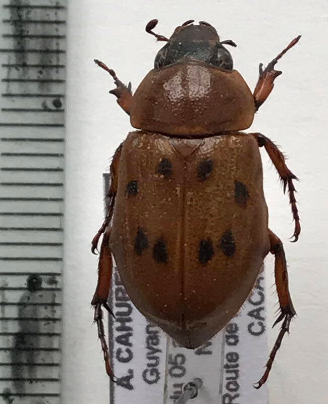 cyclocephala_sexpunctata_f_Guyane fr