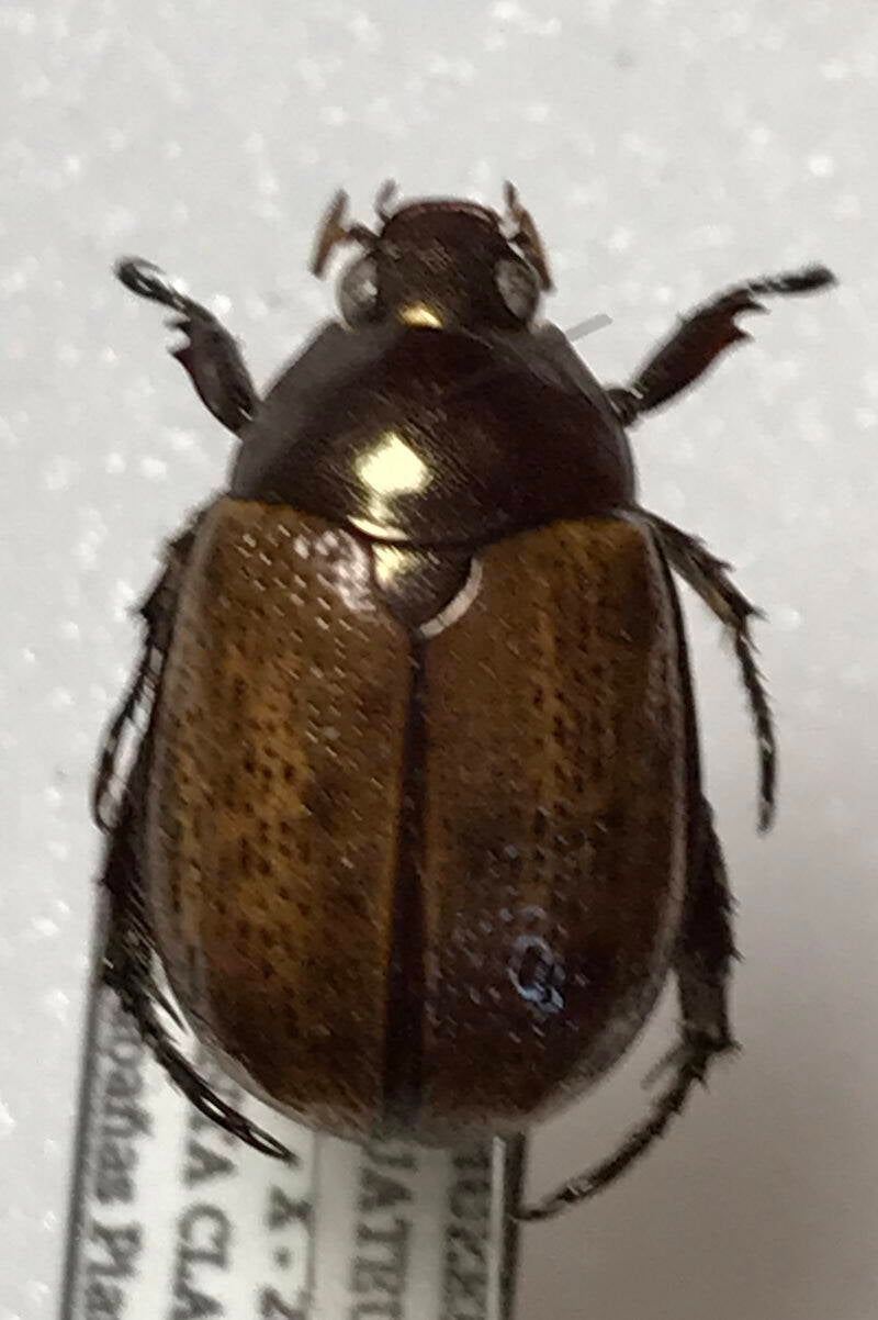 cyclocephala_sp04-Equateur_