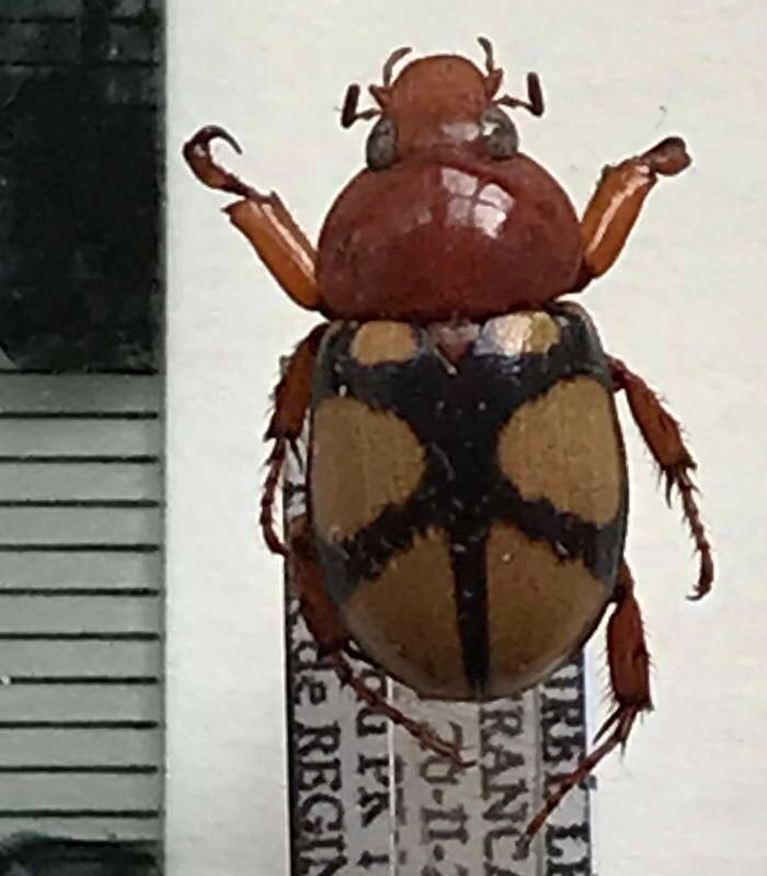 cyclocephala_toulgoeti_m_Guyane fr
