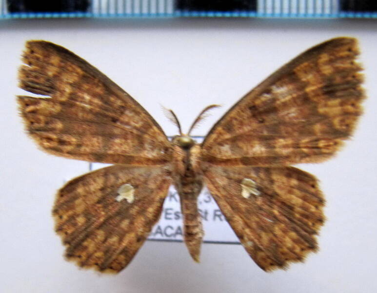 cyclophora_nodigera_gf-standard.jpg