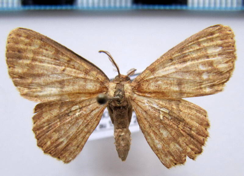 cyclophora_nodigera_ssp_bol-standard.jpg