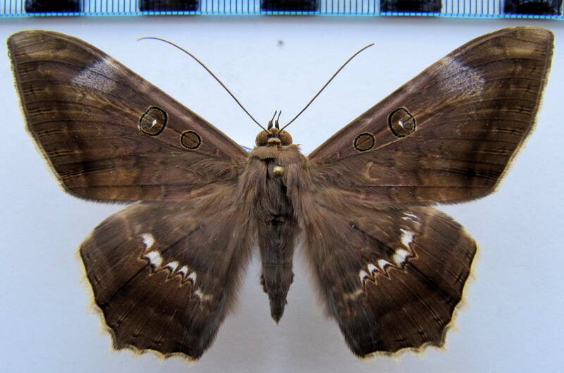 cyclopis_caecutiens_gf-standard.jpg