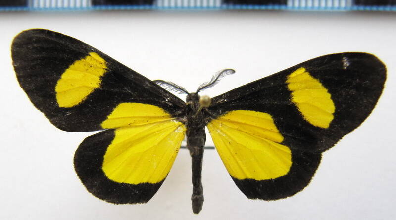 cyllopoda_jatropharia_perou-standard.jpg
