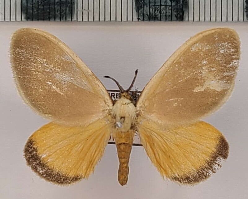 Temp Insecte Autres familles de nocturnes / Collection de papillons et insectes ...