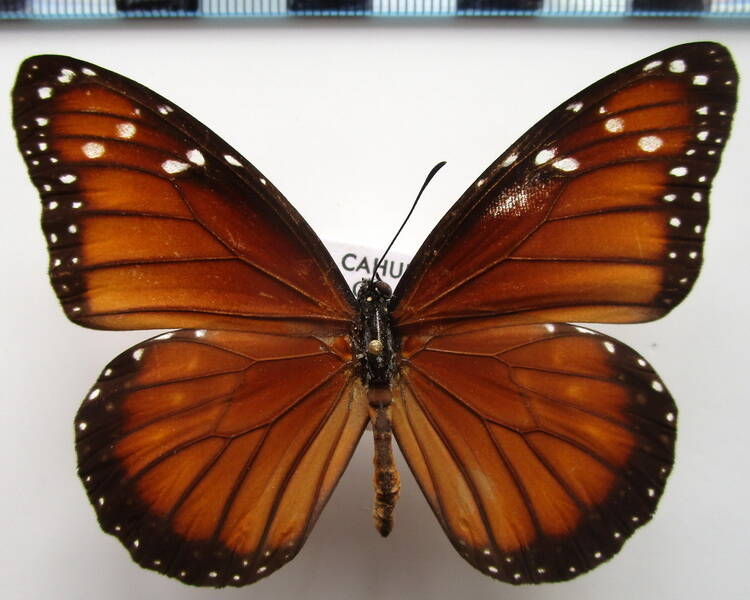 danaus_erippus_bresil-standard.jpg