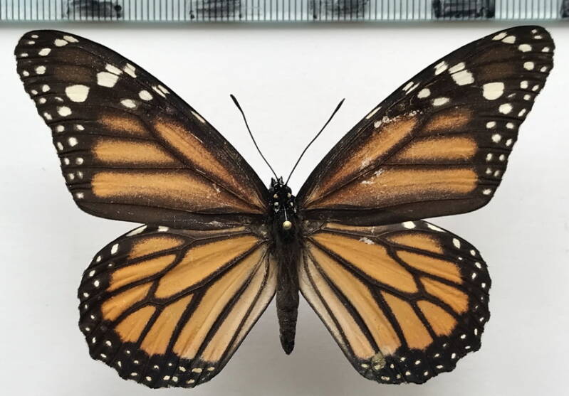danaus_plexippus_f01_perou-standard.jpg