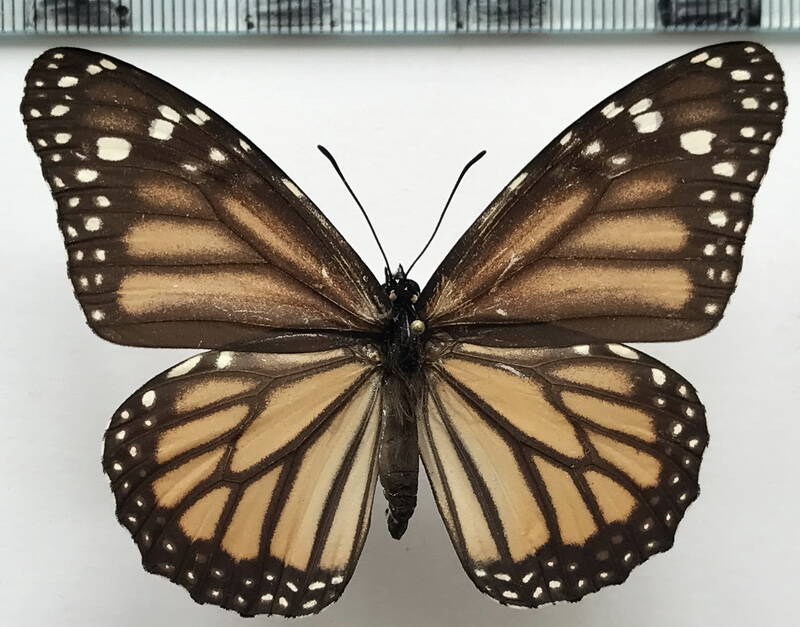 danaus_plexippus_f02_perou-standard.jpg