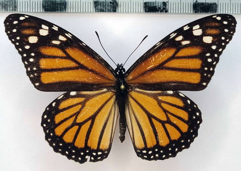 danaus_plexippus_f_vnz-standard.jpg