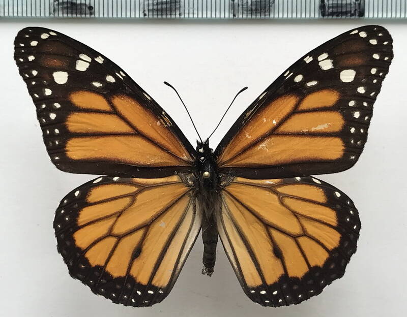 danaus_plexippus_m01_perou-standard-f52z3v.jpg