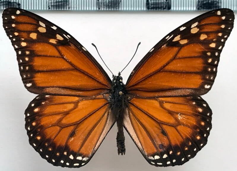 danaus_plexippus_m_bres-standard.jpg