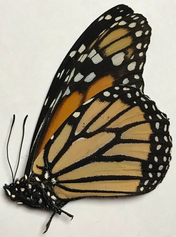 danaus_plexippus_m_per_r-standard.jpg