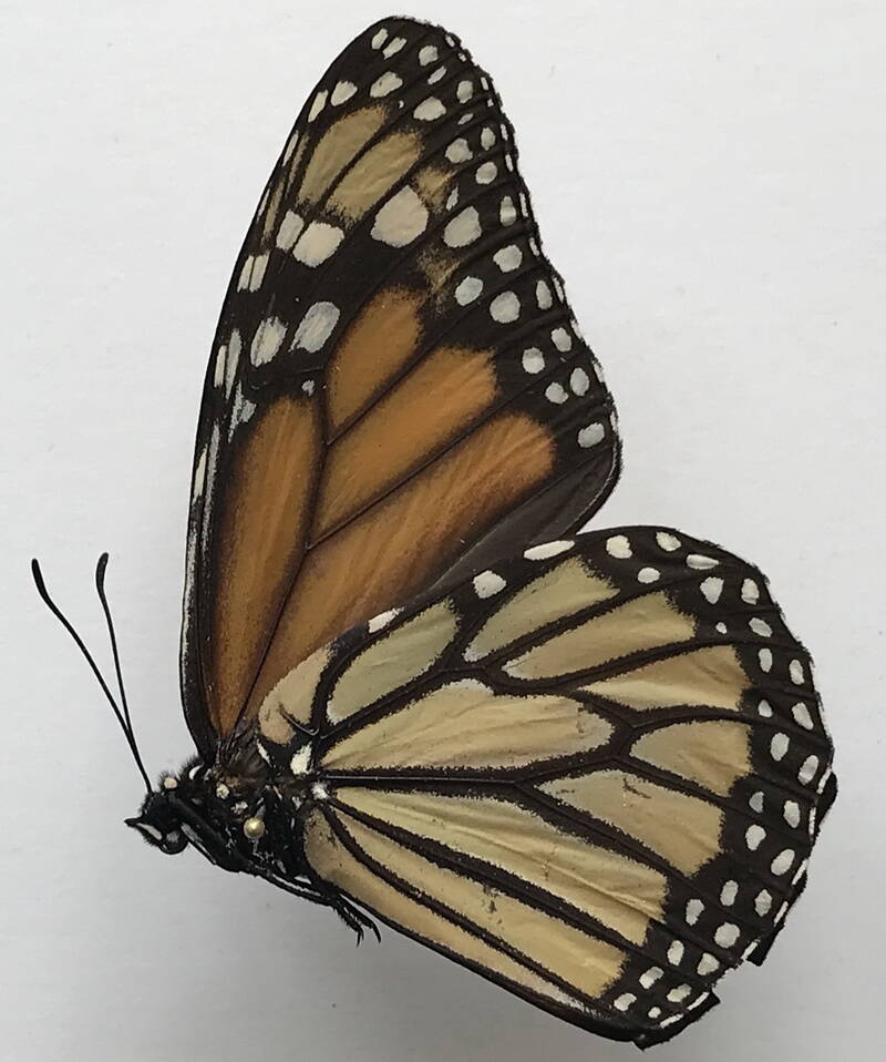 danaus_plexippus_m_perou_v-standard-7z0t4p.jpg