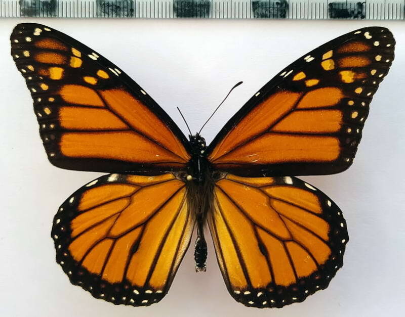 danaus_plexippus_m_qbc-standard.jpg