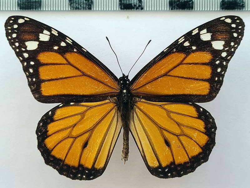danaus_plexippus_m_vnz-standard.jpg