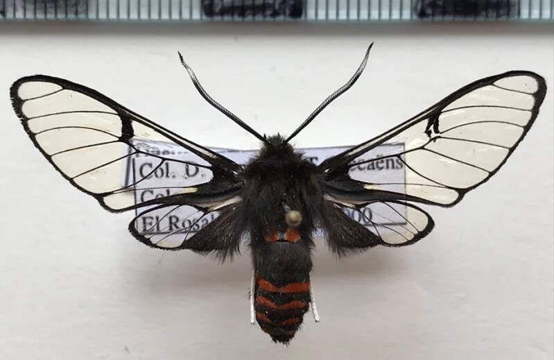 dasysphinx_semicincta_m_col-standard.jpg