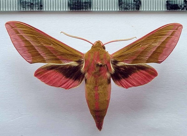 Deilephila elpenor mâle France