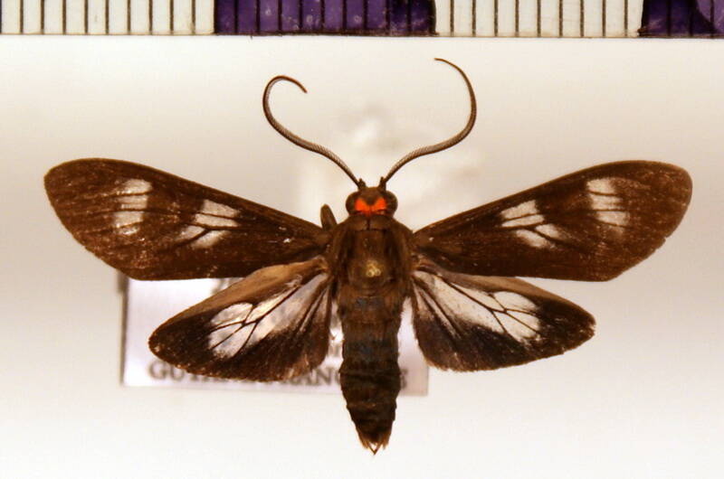 delphyre_dizona-standard.jpg