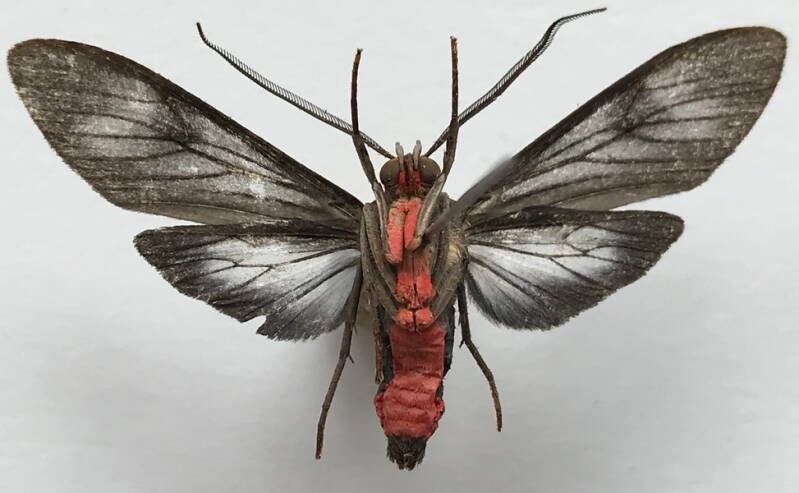 delphyre_hampsoni_m_eq_v-standard.jpg