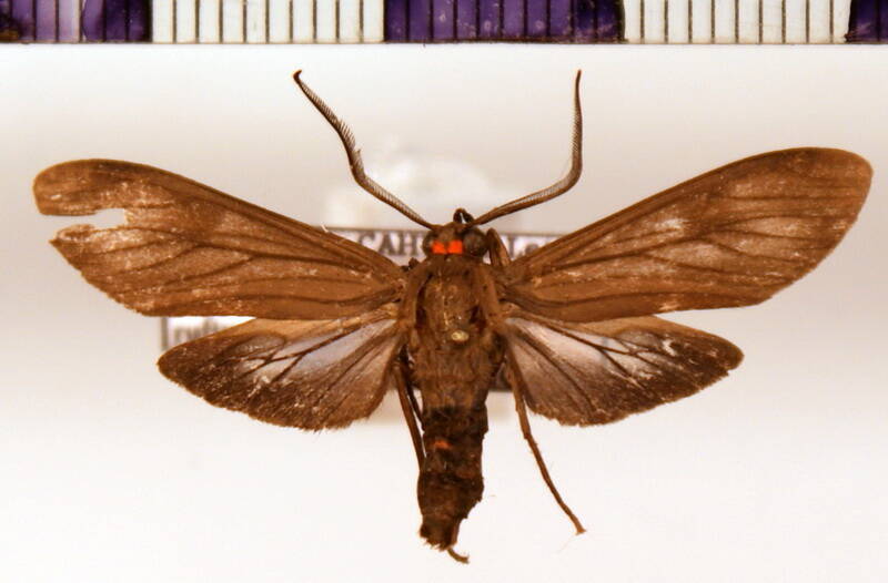 delphyre_rufiventris_m01-standard.jpg