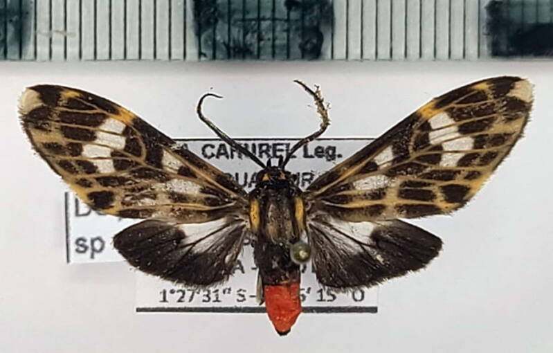 delphyre_sp1091_m_eq-standard.jpg