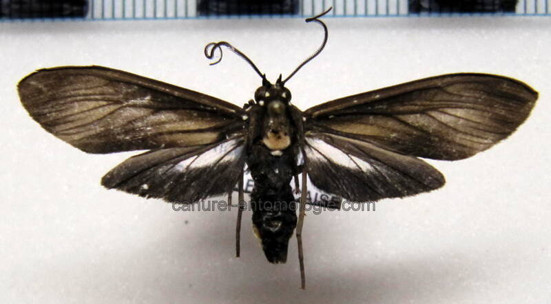 delphyre_sp24_gf-standard.jpg