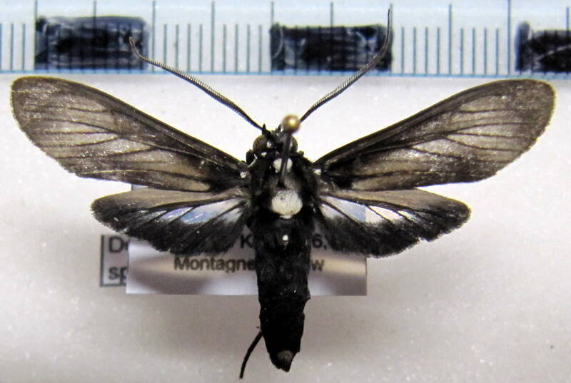 delphyre_sp_gf02-standard.jpg