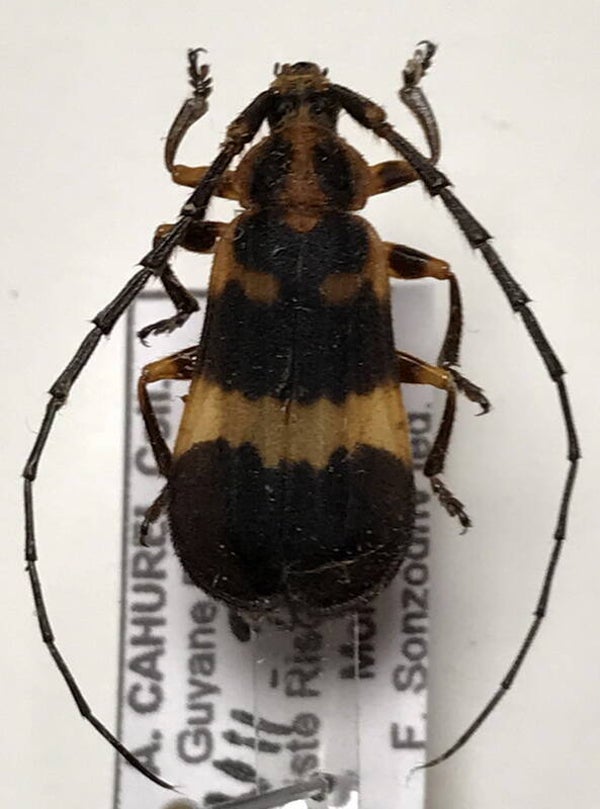 Deltosoma humeralis mâle  Guyane française