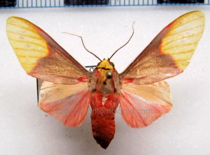 Temp Insecte Phaegopterina / Arctiinae collection / Collection de papillons et ...