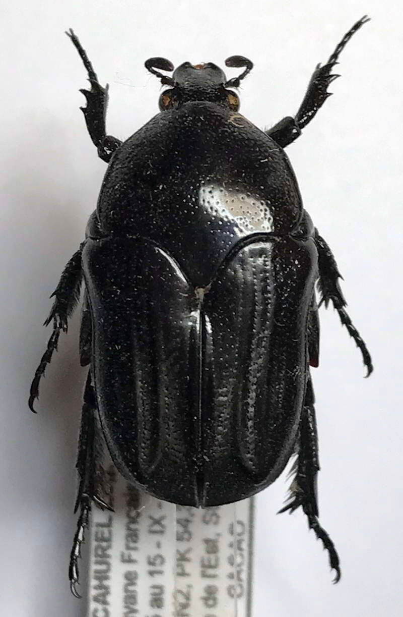 desicasta_lobata_Guyane fr