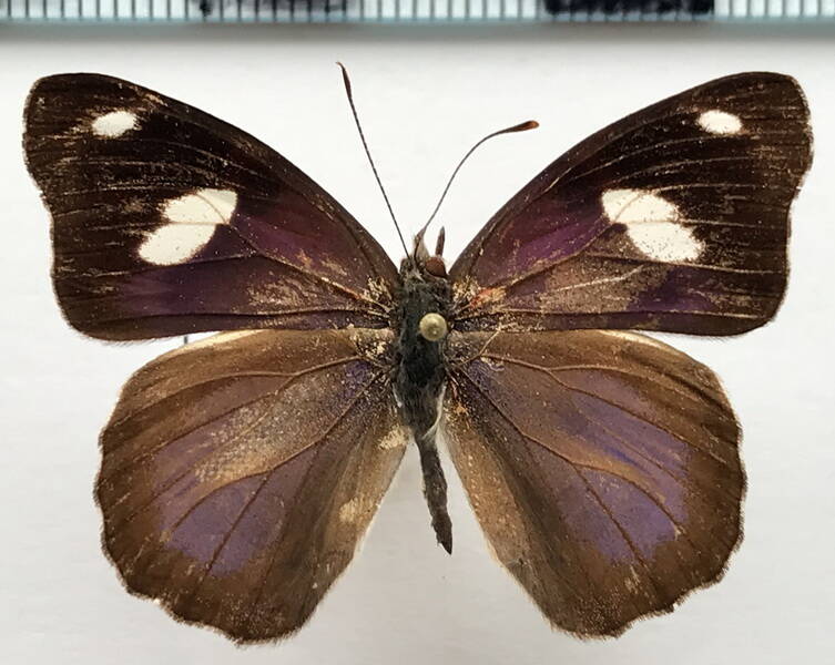 diaethria_bacchis_m_mex-standard.jpg