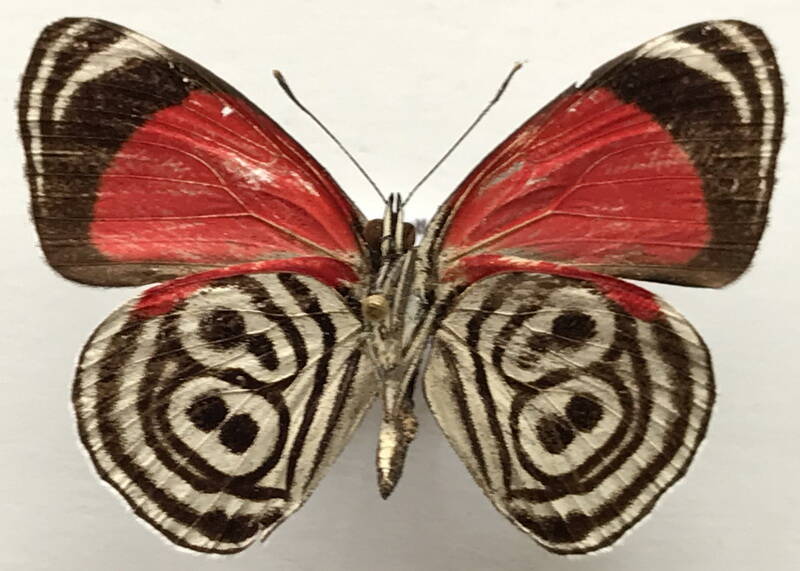 diaethria_clymena_clymena_m_bresil_v-standard.jpg