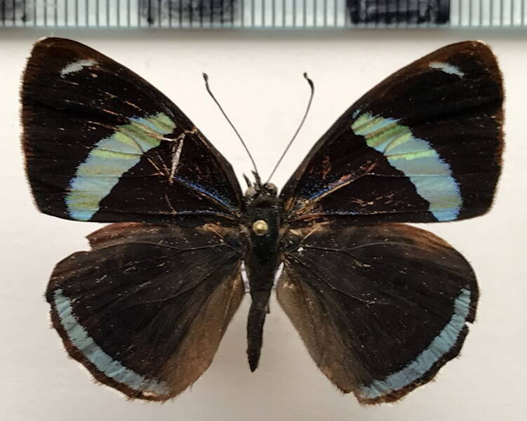 diaethria_clymena_clymena_m_eq-standard-loi4be.jpg