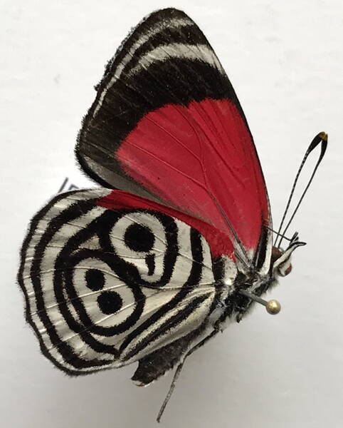 diaethria_clymena_clymena_m_eq_v-standard-n30ghq.jpg