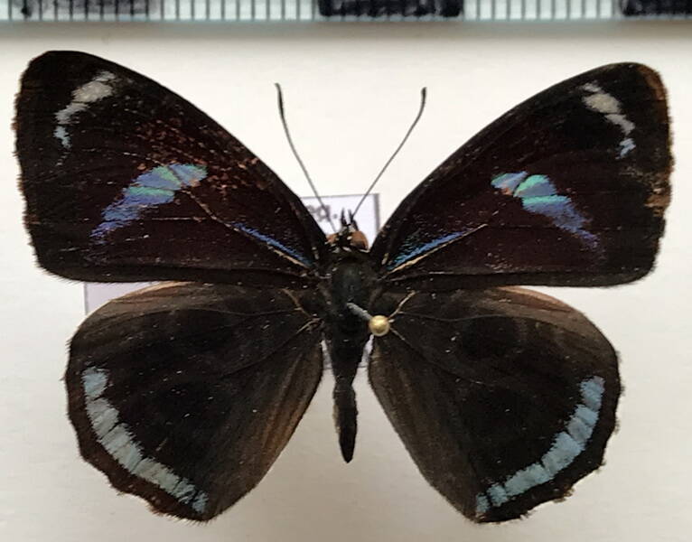 diaethria_clymena_clymena_m_gf-standard.jpg