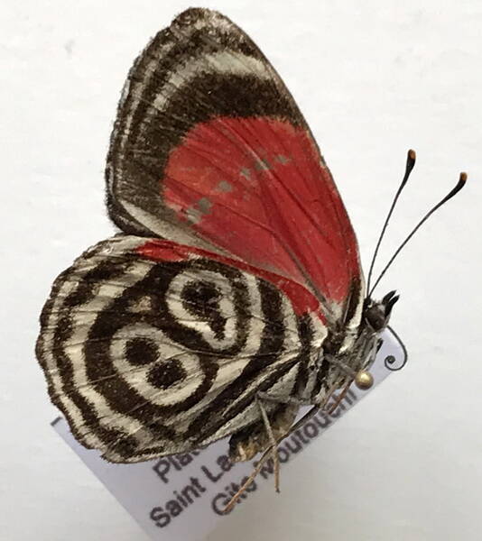 diaethria_clymena_clymena_m_gf_v-standard.jpg
