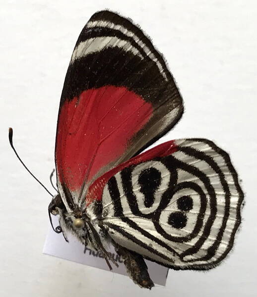 diaethria_clymena_clymena_m_per_v-standard-tl06ht.jpg