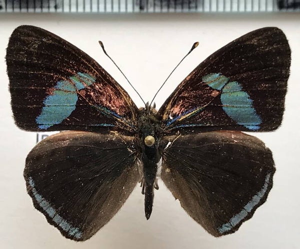 Diaethria clymena marshali mâle A1-  Equateur