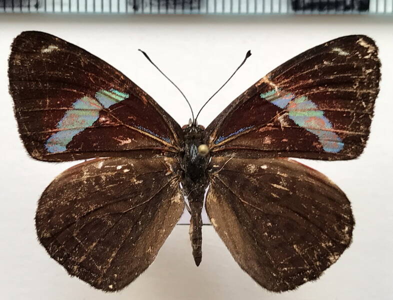 diaethria_clymena_meridionalis_m_bresil-standard.jpg