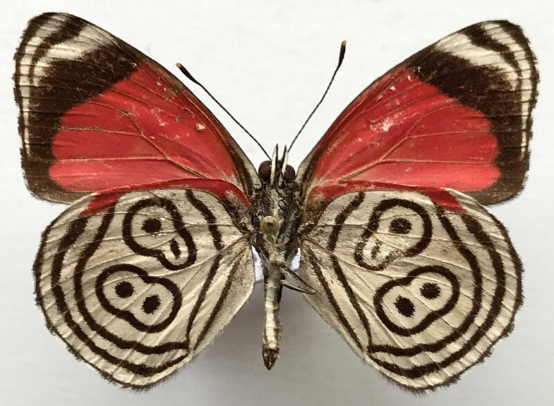 diaethria_clymena_meridionalis_m_bresil_v-standard.jpg