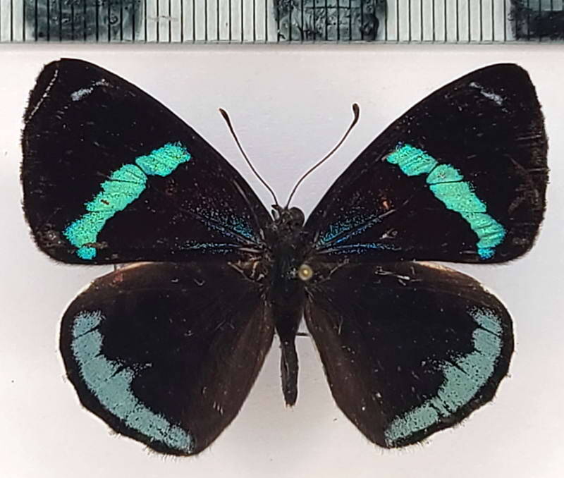 diaethria_clymena_peruviana_m02_eq-standard.jpg