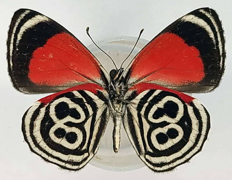 diaethria_clymena_peruviana_m02_eq_v-standard.jpg