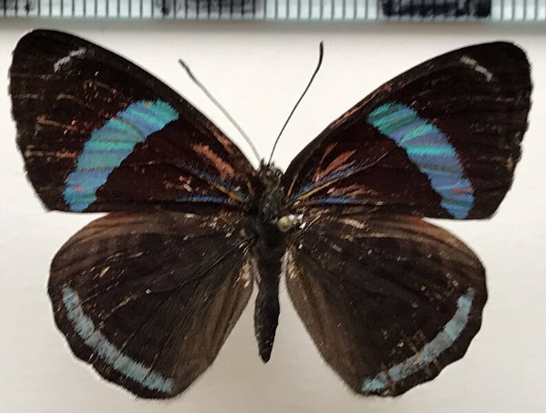 diaethria_clymena_peruviana_m_bol-standard.jpg