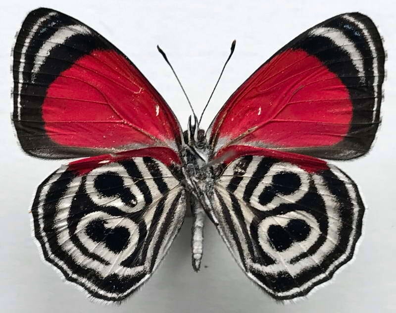 diaethria_clymena_peruviana_m_eq_v-standard.jpg