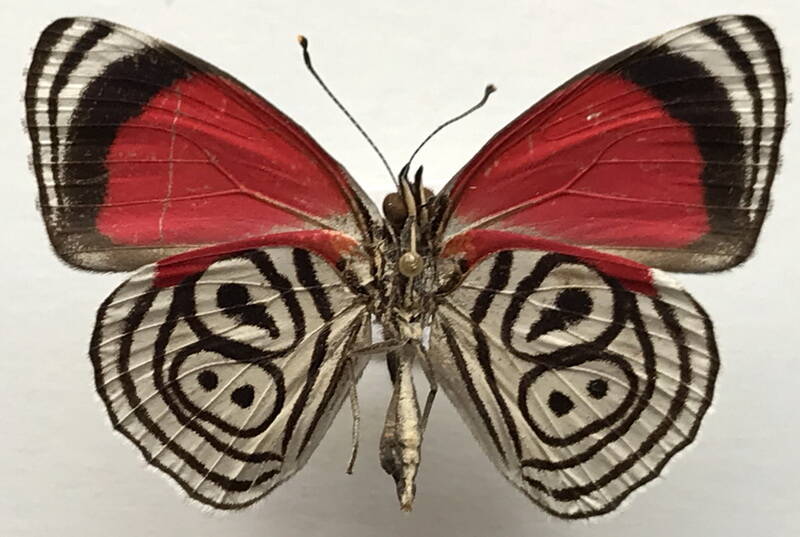 diaethria_clymena_peruviana_m_perou_v-standard.jpg