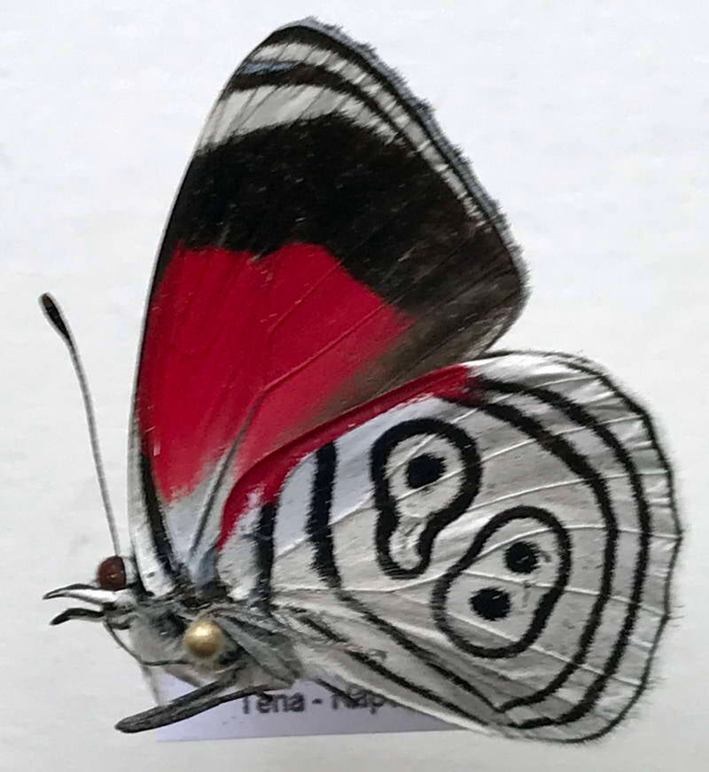 diaethria_eluina_m_eq_v-standard.jpg