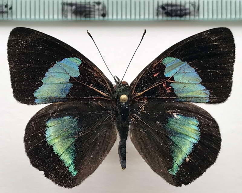 diaethria_euclides_gueneei_m02_eq-standard.jpg