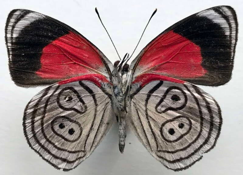 diaethria_euclides_gueneei_m03_eq_v-standard.jpg